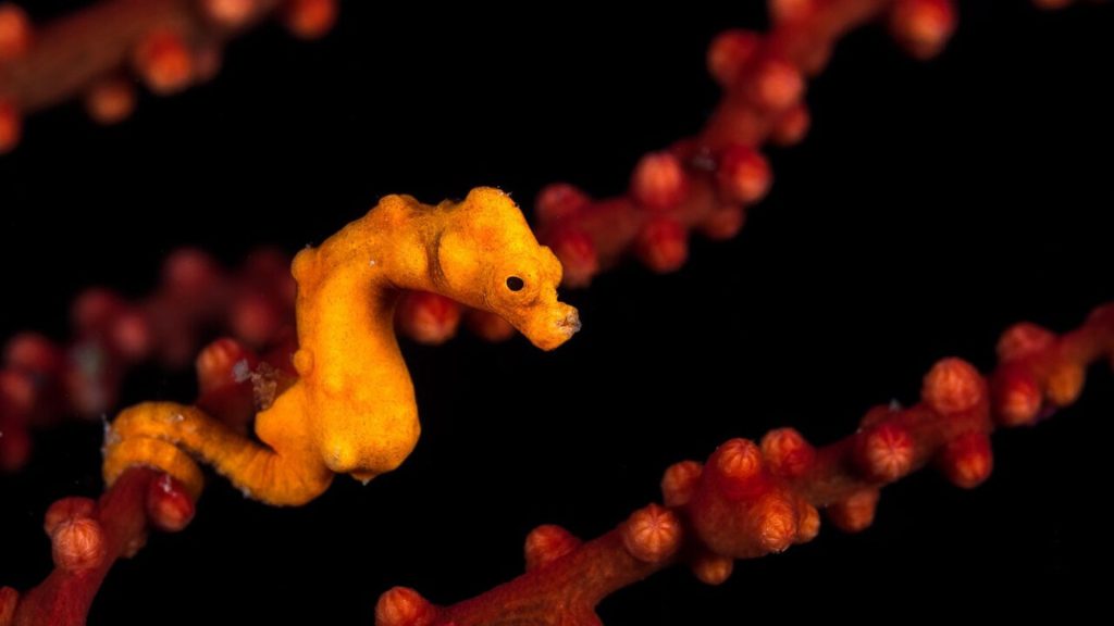 Hippocampus Dennis,