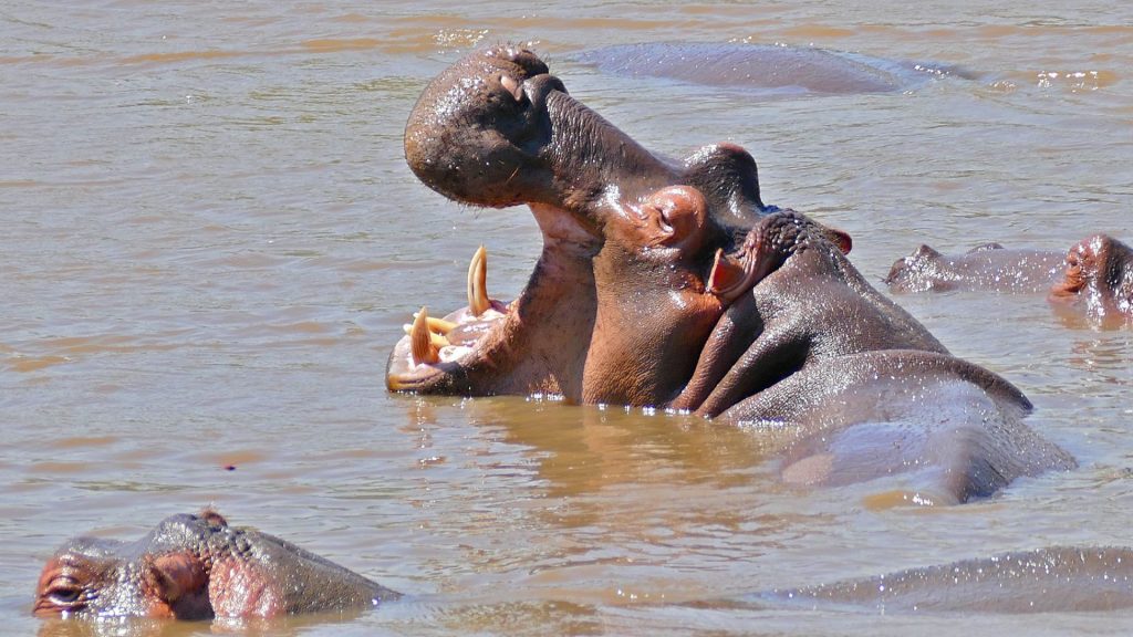Hippopotamus Amphibius