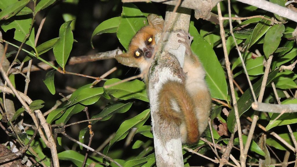 Madame Berthe's Mouse Lemur (Microcebus berthae)