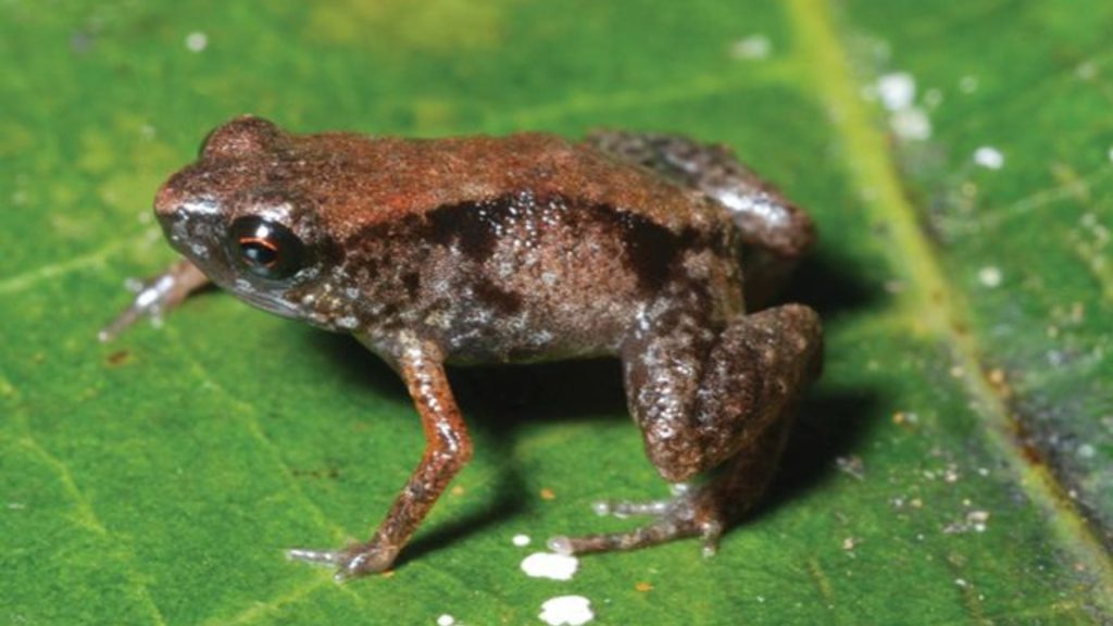 Paedophrune Amauensis
