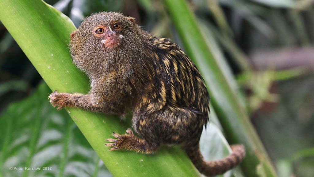 Pygmy_marmoset