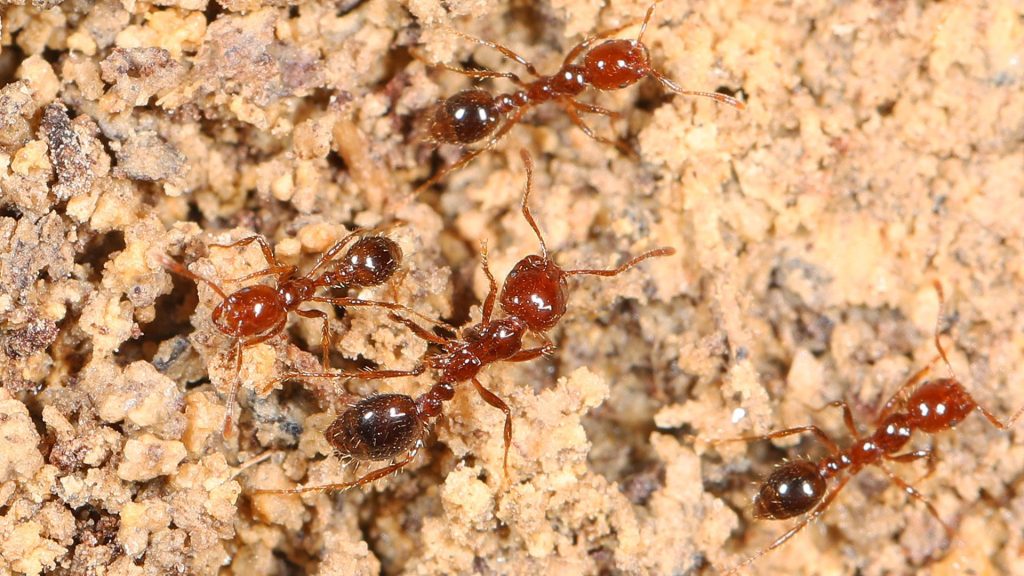 Red Imported Fire Ant - Solenopsis invicta, Givhans Ferry State Park, Ridgeville, South Carolina