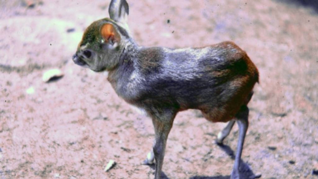 Royale_Antilope