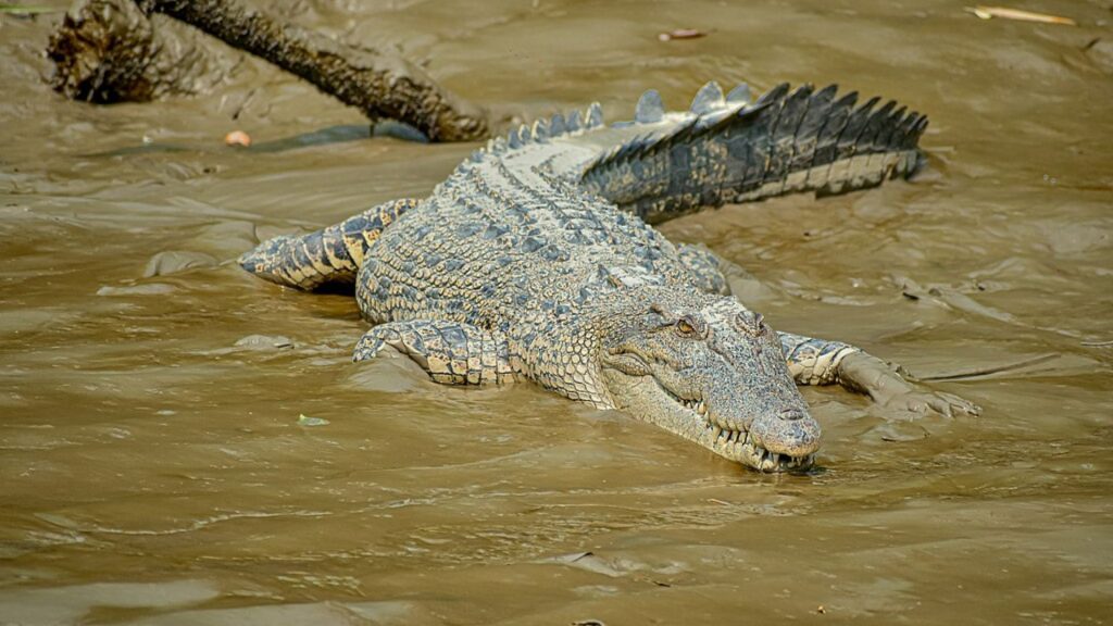 Saltwater_Crocodiles_of_Sundarbans