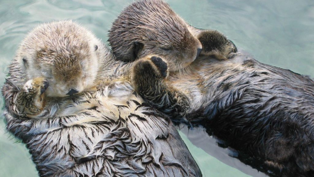 Sea_otters_holding_hands