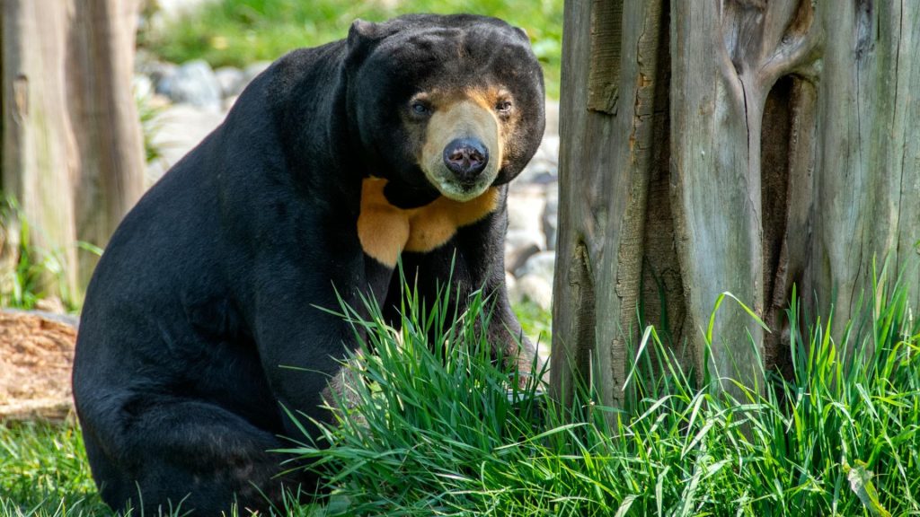 Sun Bear
