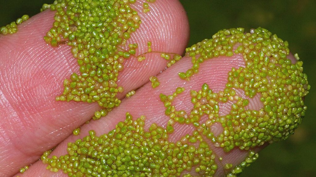 Wolfia_Globosa