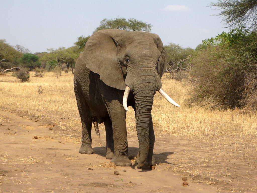 Elephants Ears as as on Air Conditioners