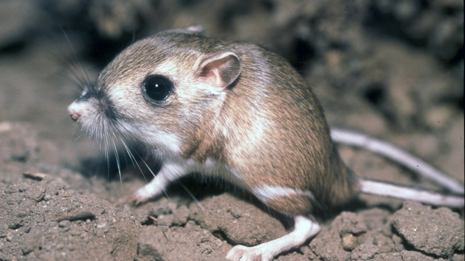 Kangaroo Rat
