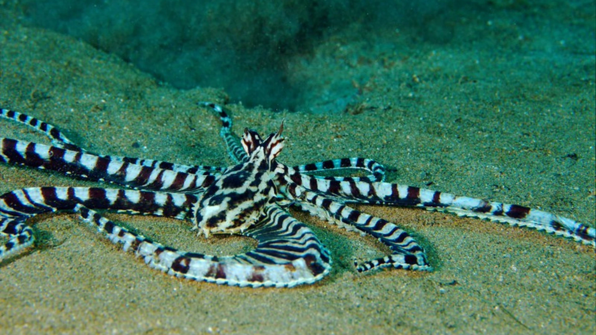 Mimic Octopus