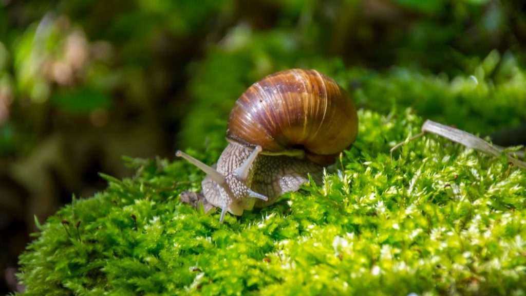 snail_can_sleep_for_three_years_at_a_time