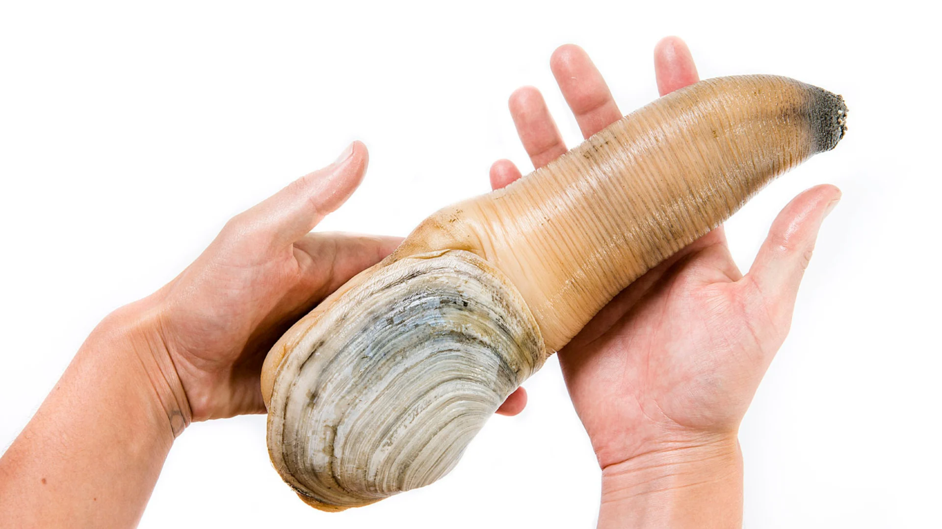 Geoduck held in two hands